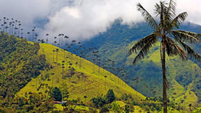 thomas cook kolumbien Valle Cocora foto thomas cook